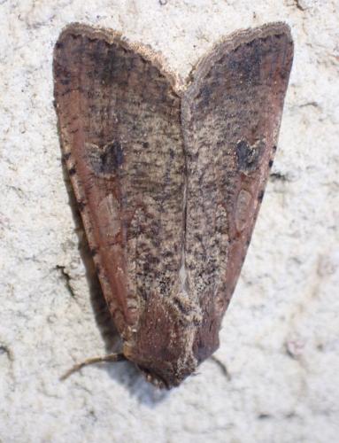 Peridroma saucia